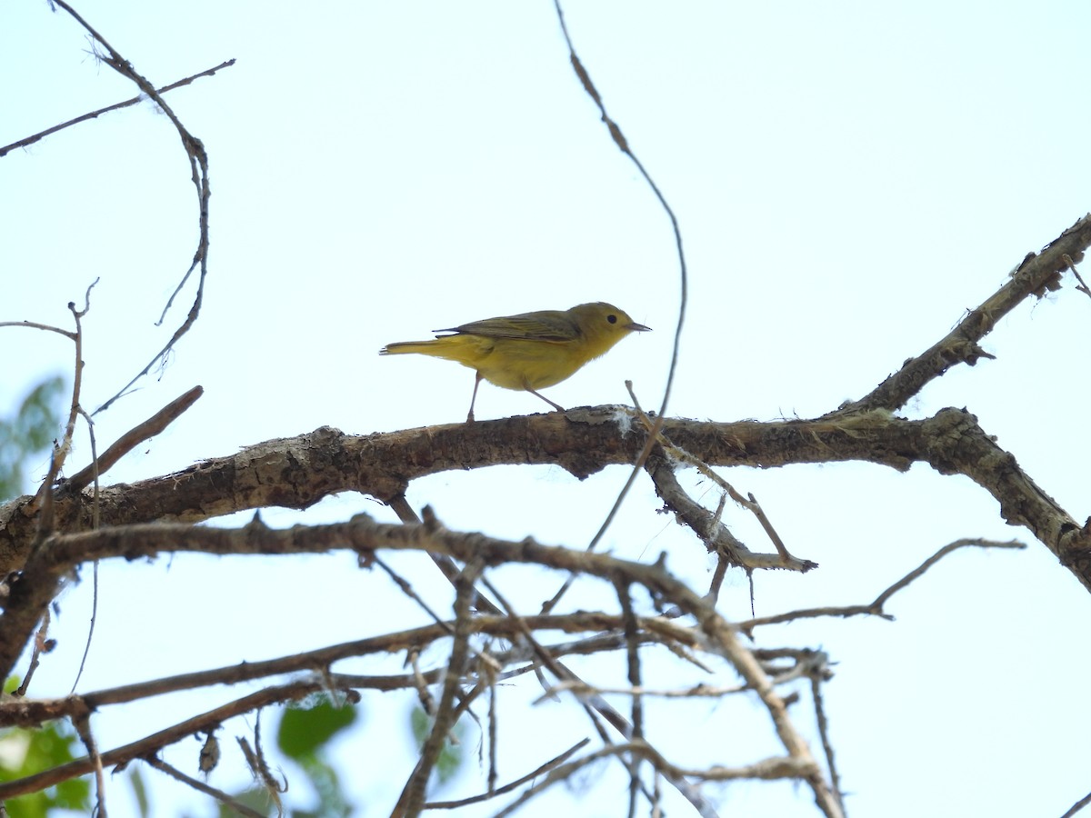 Yellow Warbler - Tonie Hansen