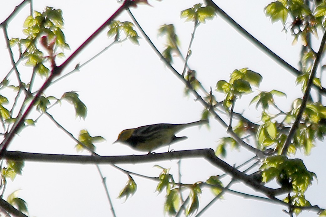 Black-throated Green Warbler - cammy kaynor