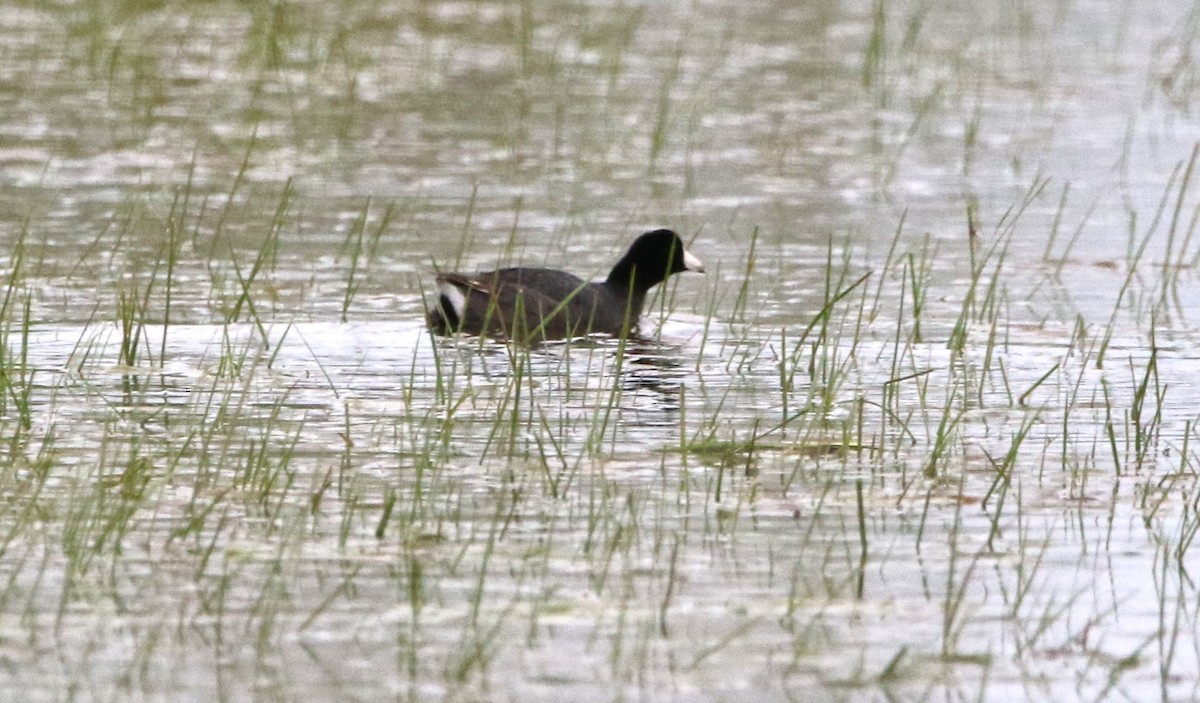 American Coot - Marie-Josee D'Amour