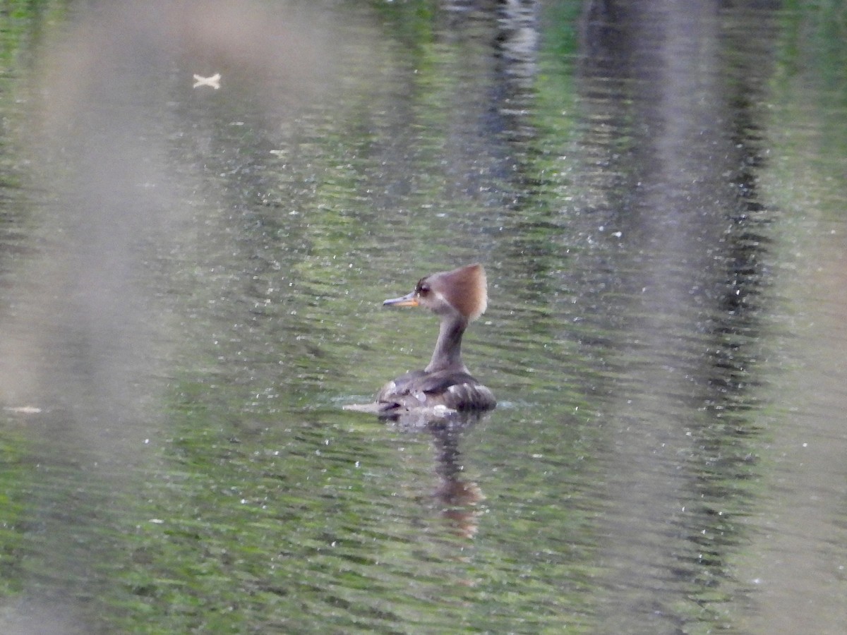 Hooded Merganser - ML618746913