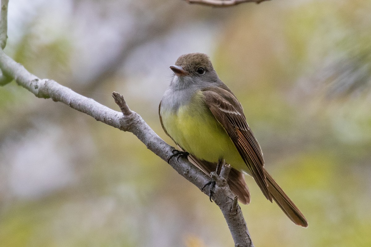 Great Crested Flycatcher - Eric Labato