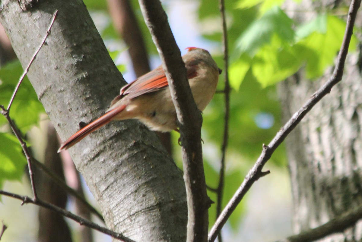 Northern Cardinal - ML618746932