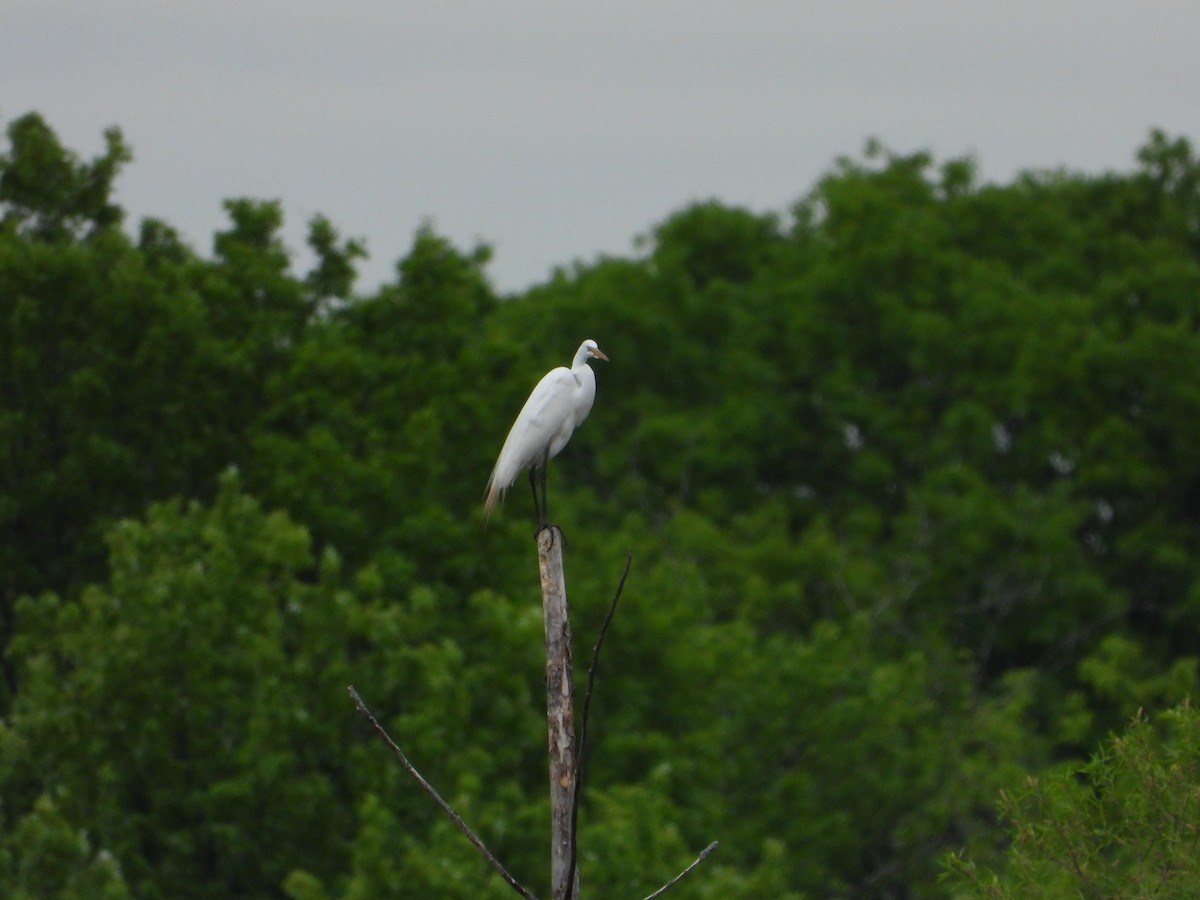 Great Egret - ML618746934