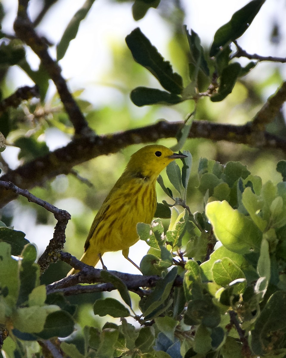 Yellow Warbler - Julie Doerr