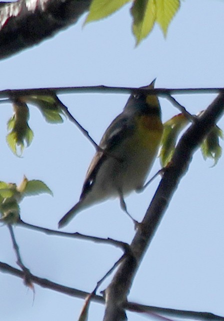 Northern Parula - ML618746944