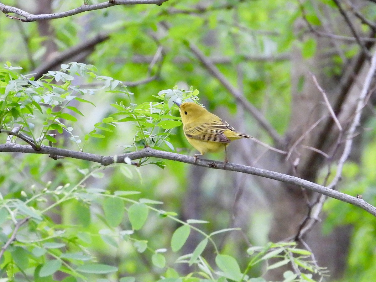 Yellow Warbler - ML618746968