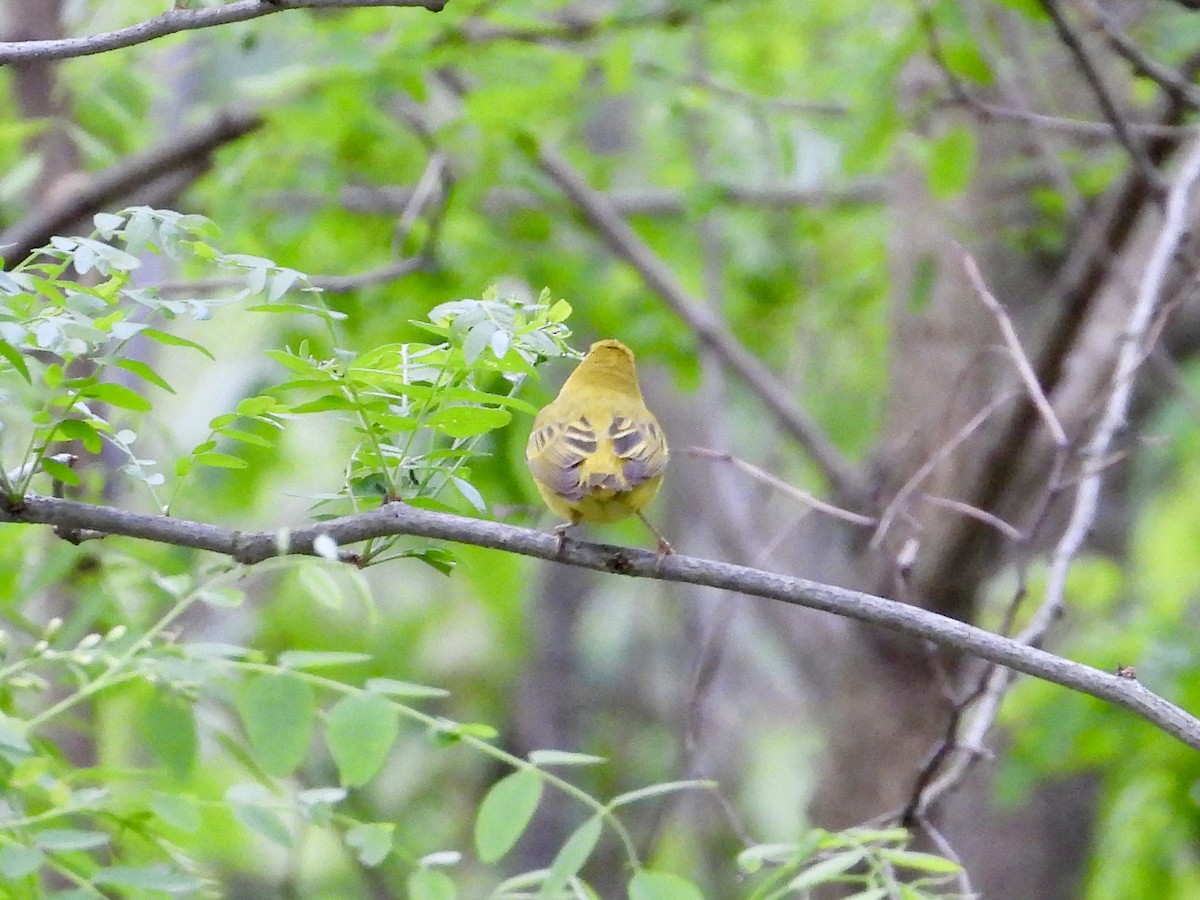 Yellow Warbler - ML618746969