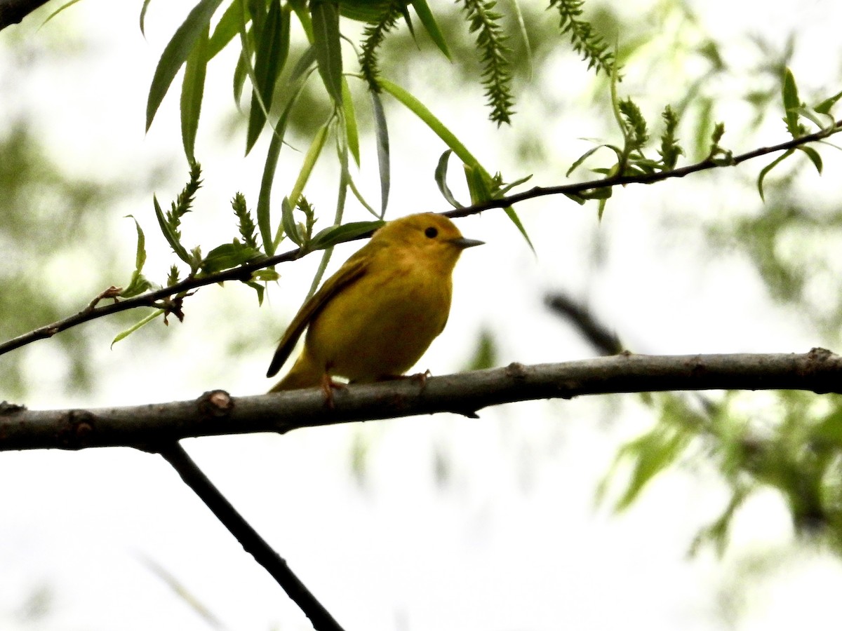 Yellow Warbler - ML618746970