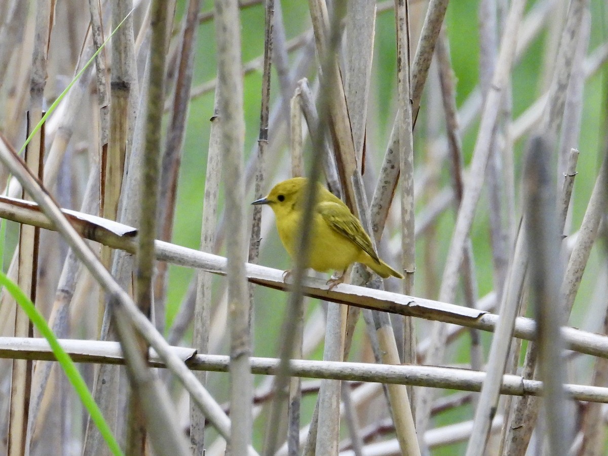 Yellow Warbler - ML618746971