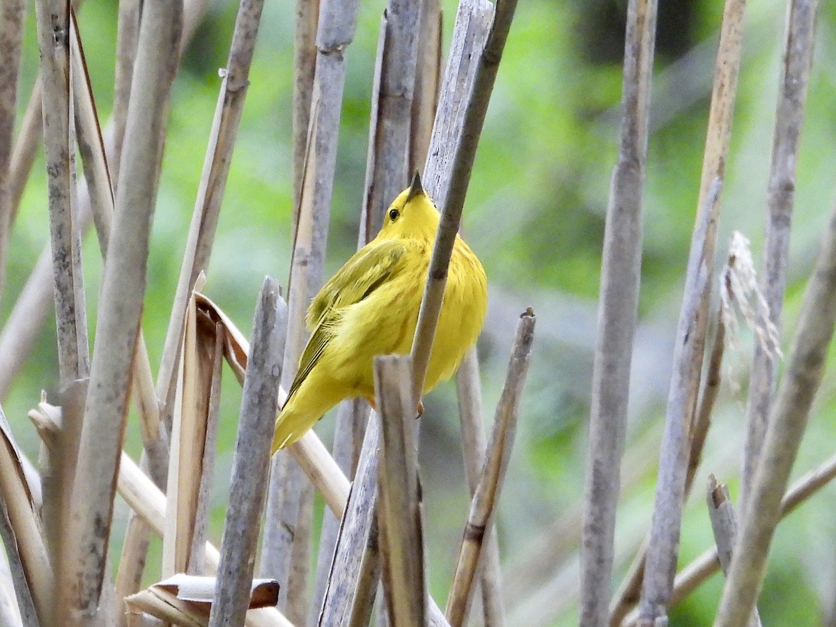 Yellow Warbler - Robin M