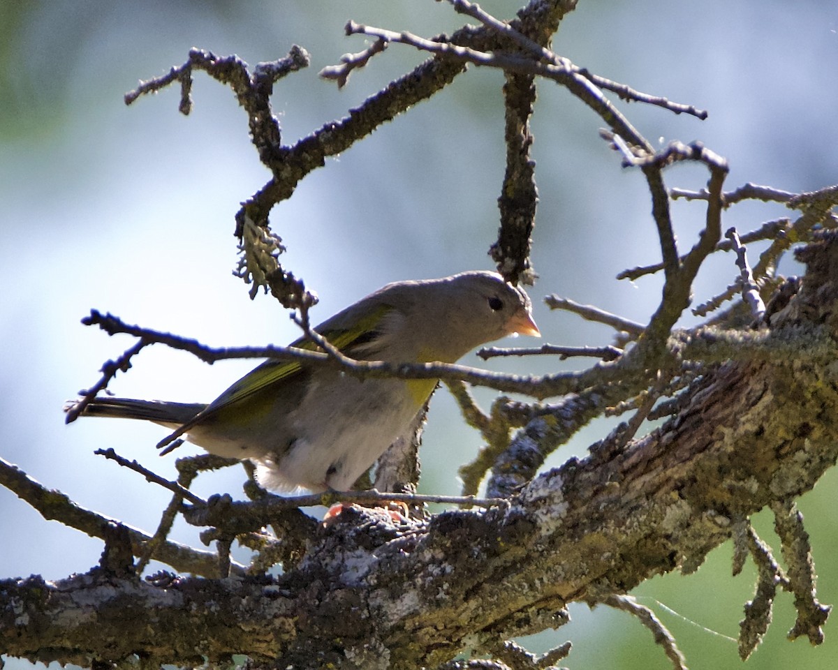 Lawrence's Goldfinch - Julie Doerr