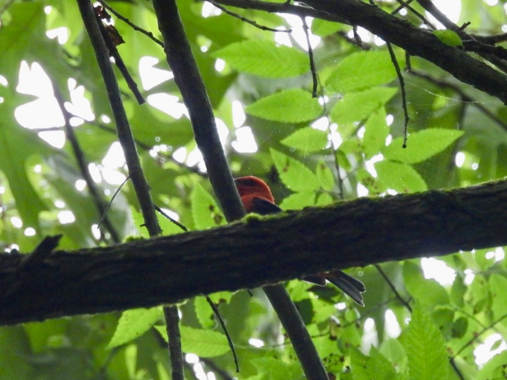 Scarlet Tanager - ML618747017