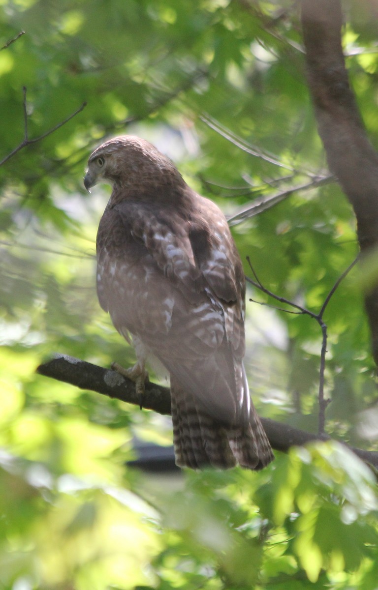 Red-tailed Hawk - cammy kaynor