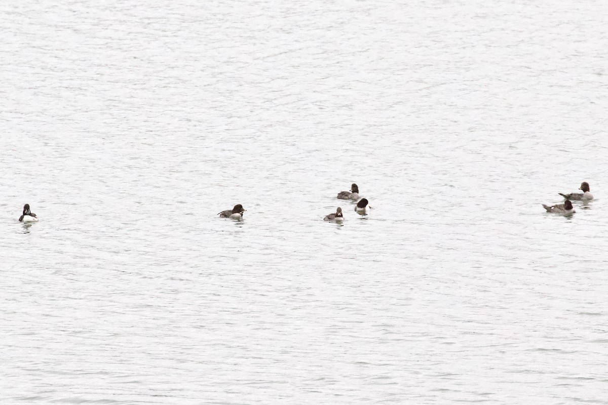 Barrow's Goldeneye - ML618747039