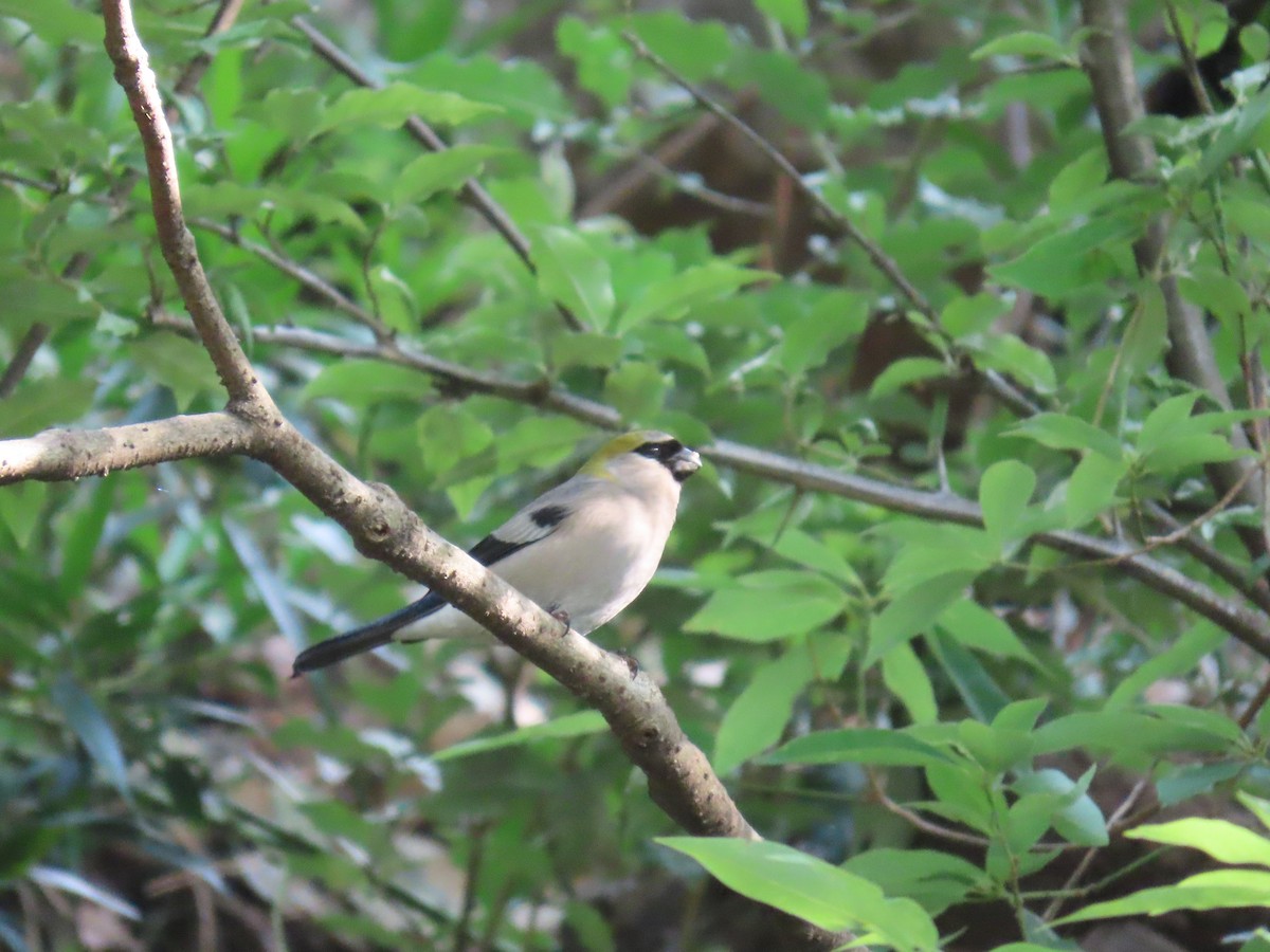 Red-headed Bullfinch - ML618747040