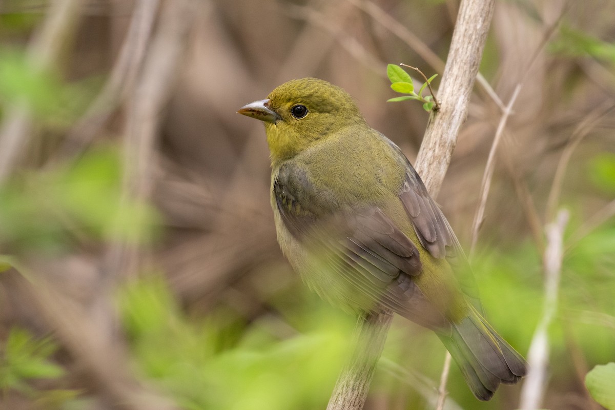 Scarlet Tanager - ML618747047