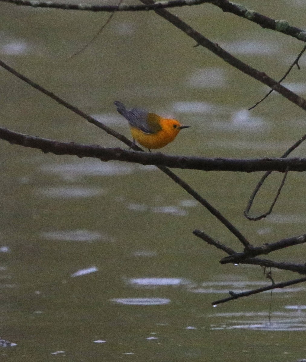 Prothonotary Warbler - Marie-Josee D'Amour