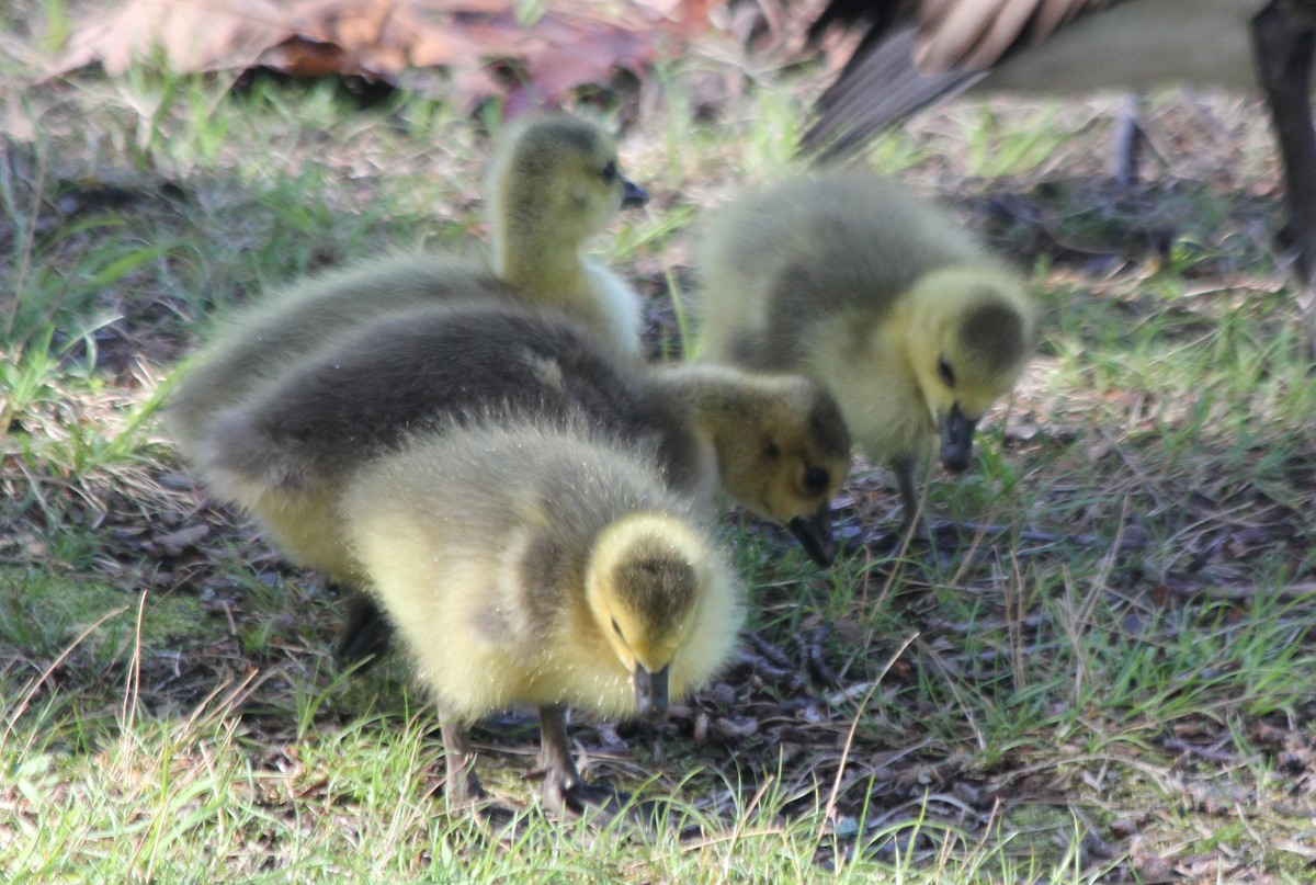 Canada Goose - ML618747079