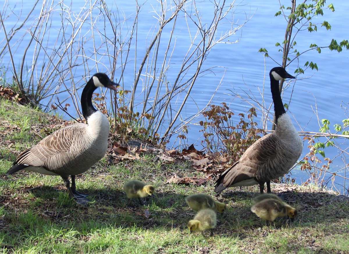 Canada Goose - cammy kaynor