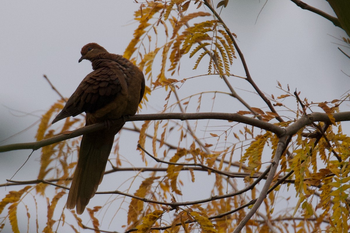 Brown Cuckoo-Dove - Steve Gibb