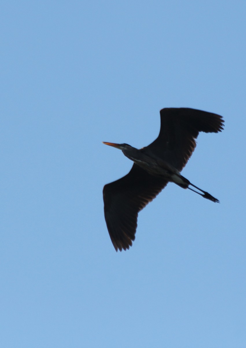 Great Blue Heron - cammy kaynor