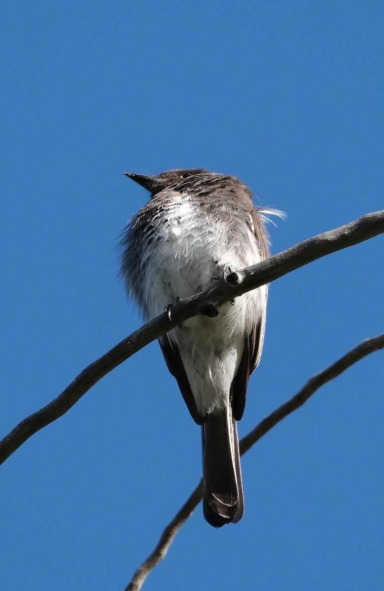 Black Phoebe - Lori Bellis