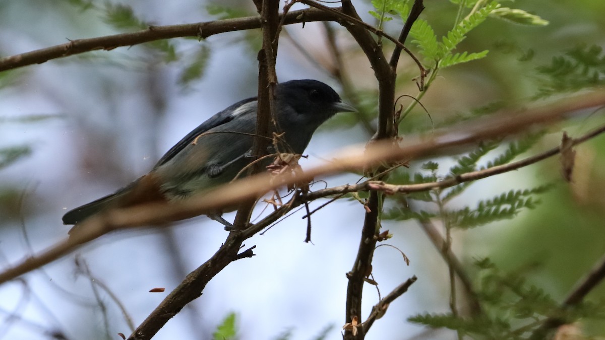 Chestnut-vented Conebill - Denis Chalifour