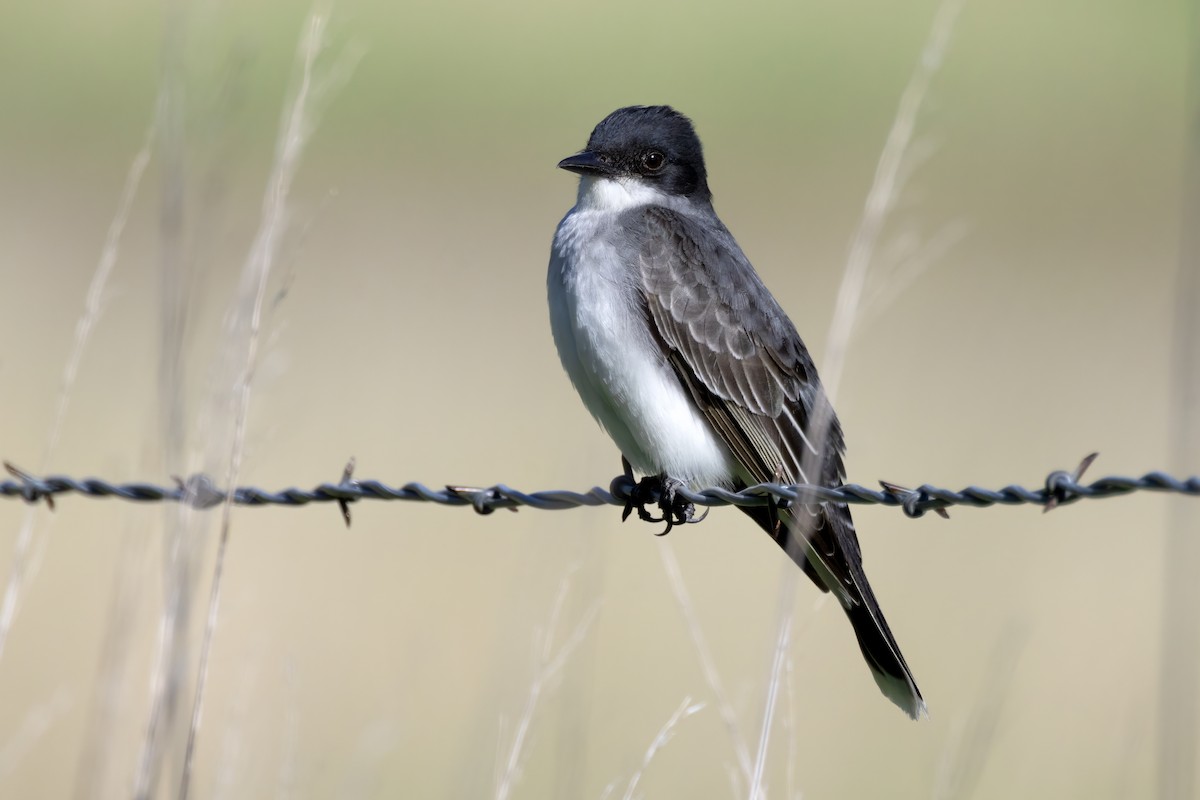 Eastern Kingbird - ML618747149