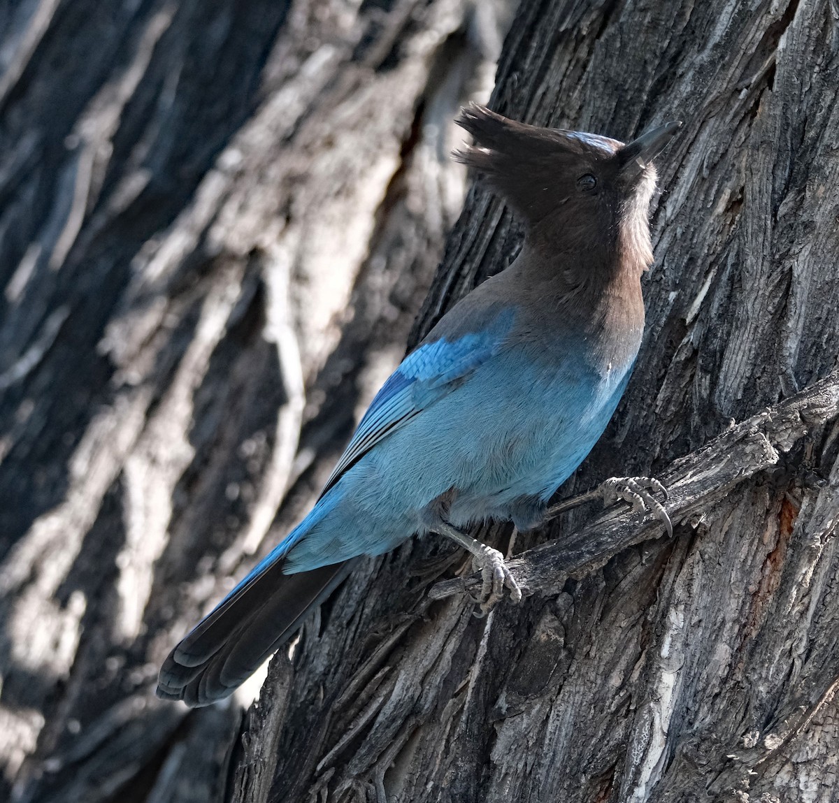 Steller's Jay - Lori Bellis