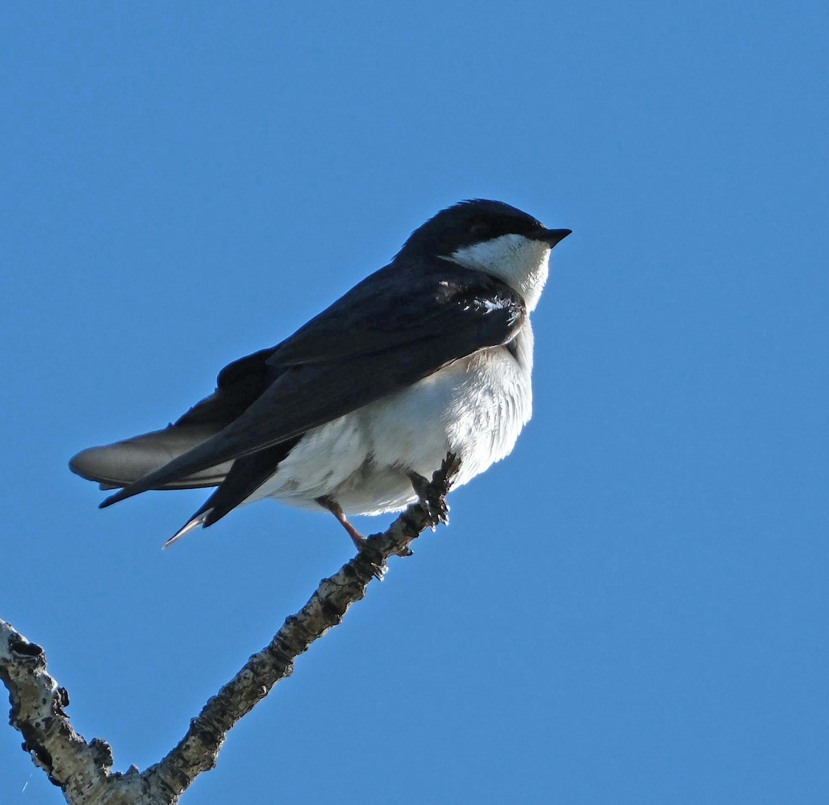 Golondrina Bicolor - ML618747167