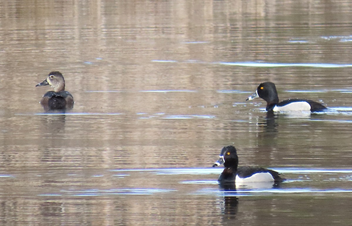 Ring-necked Duck - ML618747170