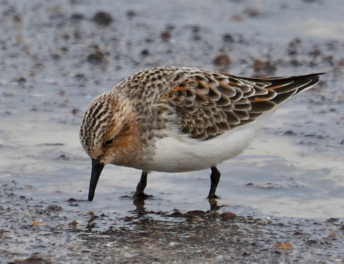 rødstrupesnipe - ML618747176