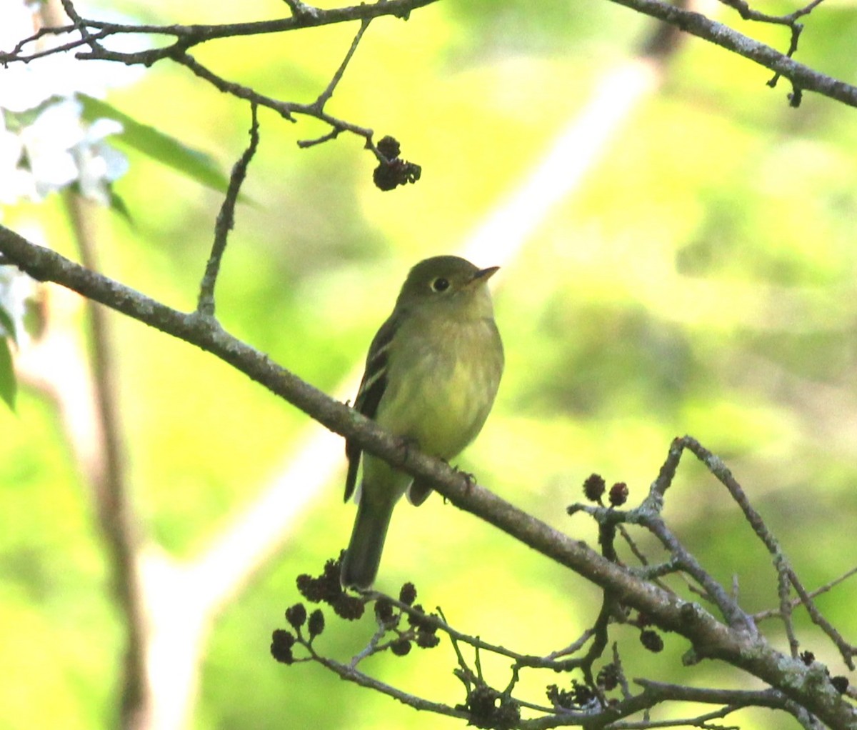 Yellow-bellied Flycatcher - Theresa Gessing