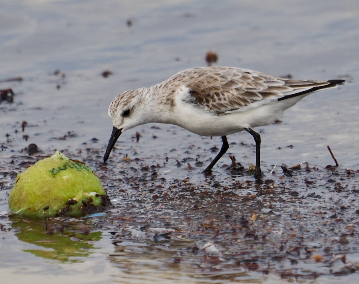 Bécasseau sanderling - ML618747221