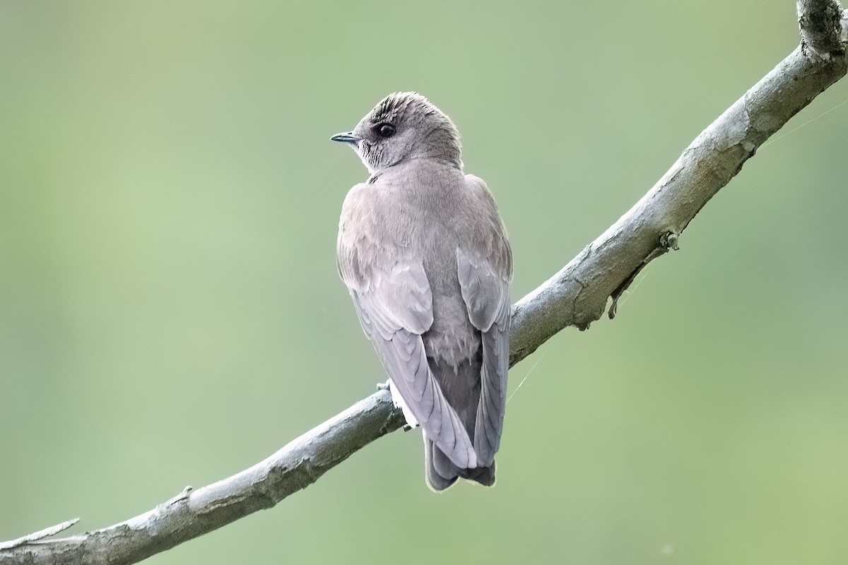 Northern Rough-winged Swallow - Shori Velles