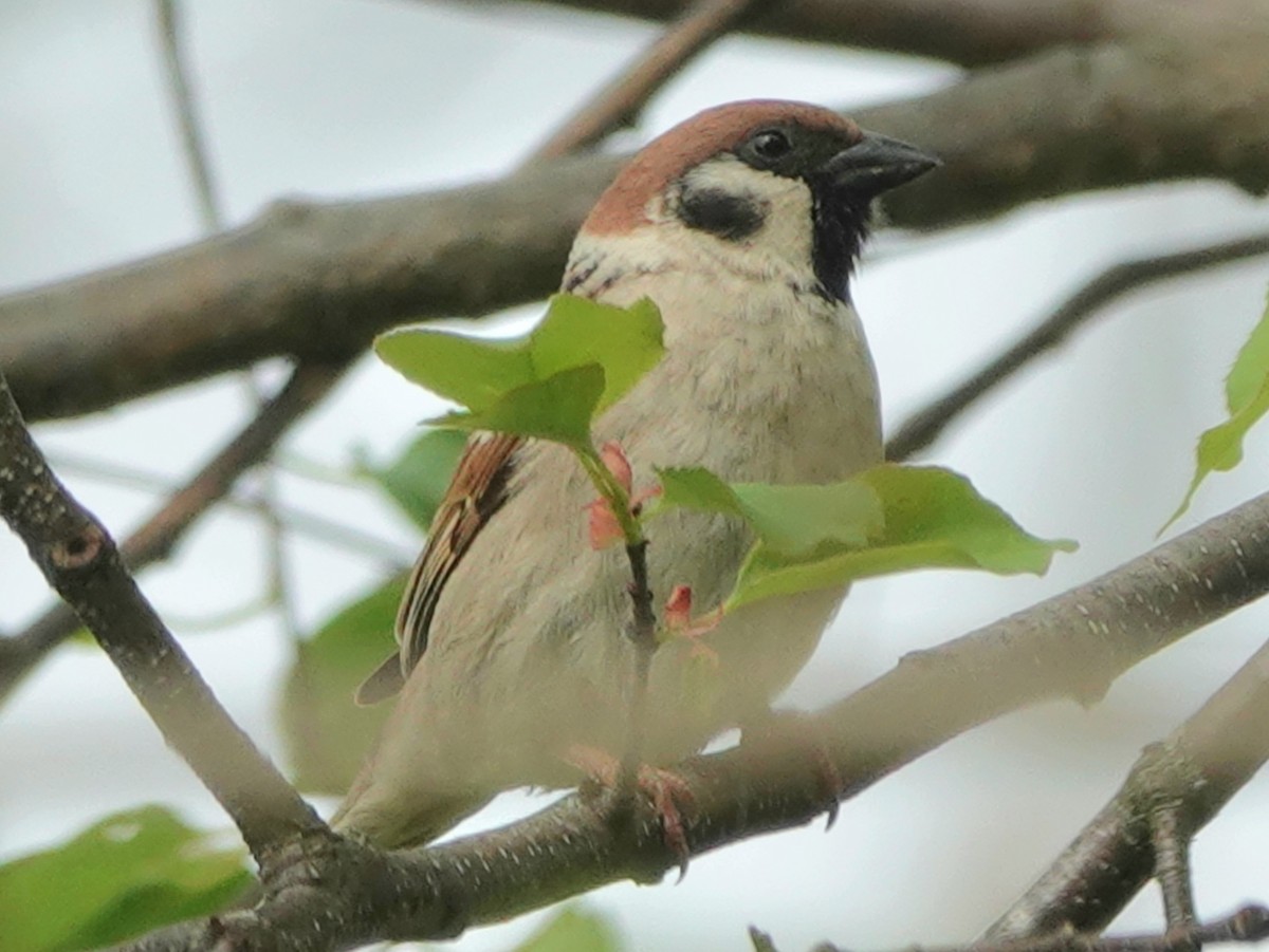 Eurasian Tree Sparrow - ML618747239
