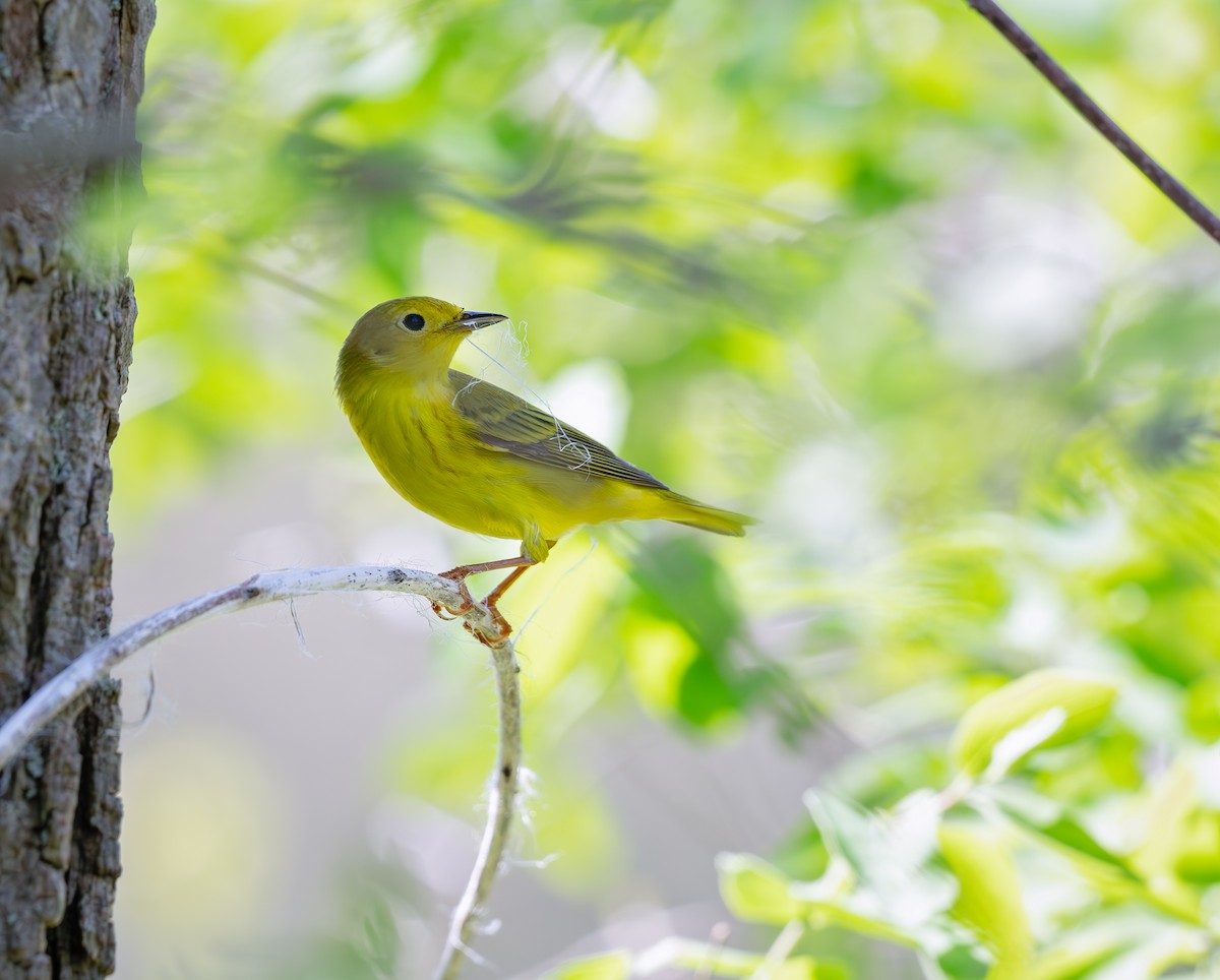 Yellow Warbler - Karen Szafrajda