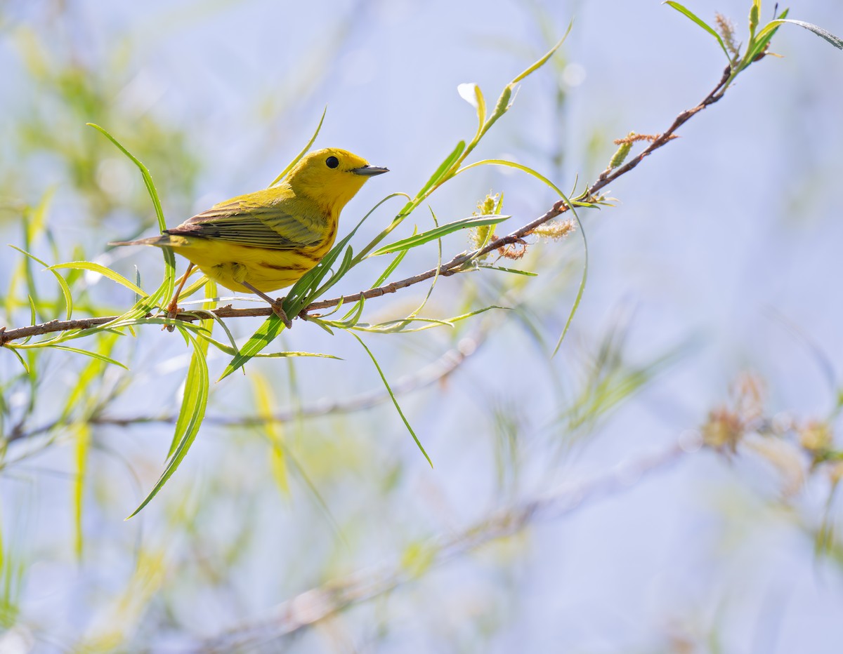 Yellow Warbler - Karen Szafrajda