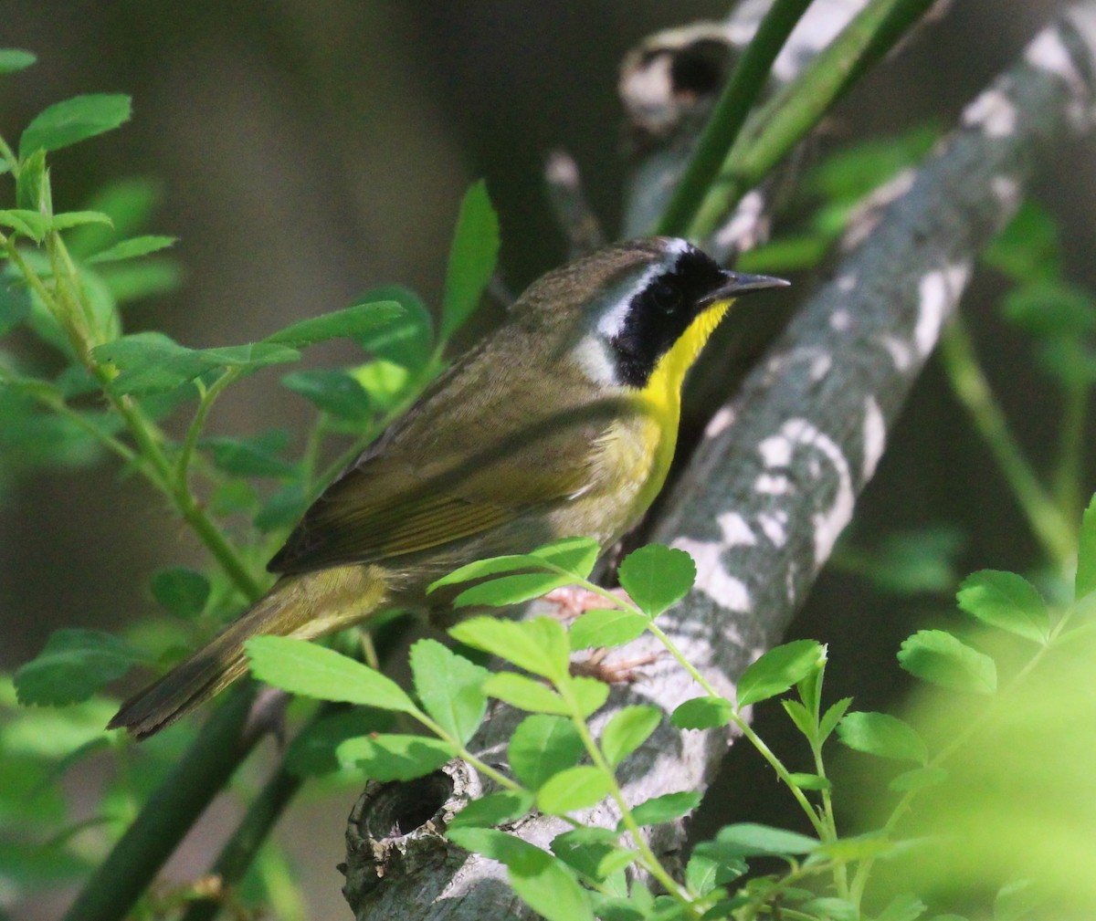 Common Yellowthroat - Theresa Gessing