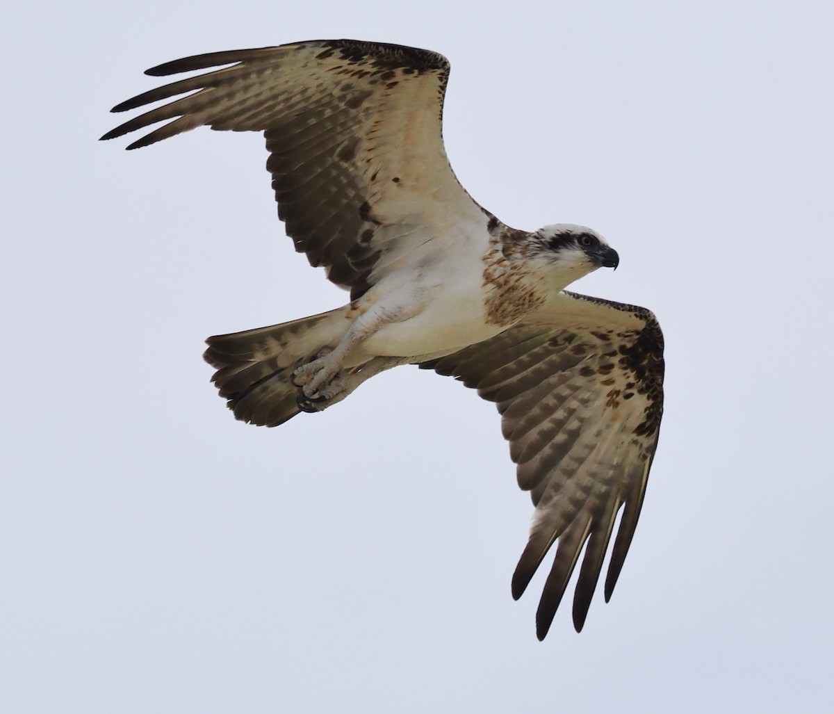 Osprey (Australasian) - ML618747299