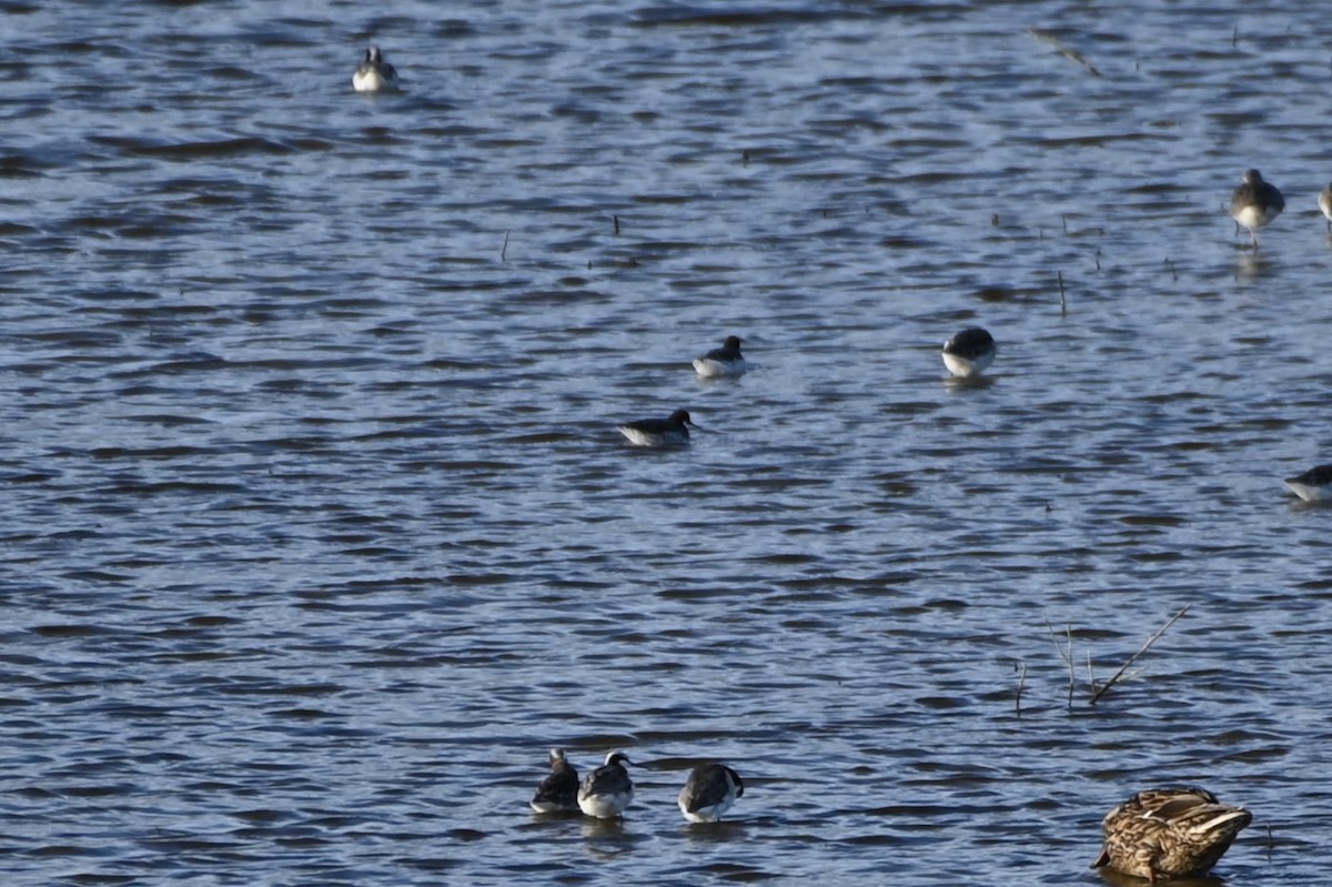 Phalarope à bec étroit - ML618747318