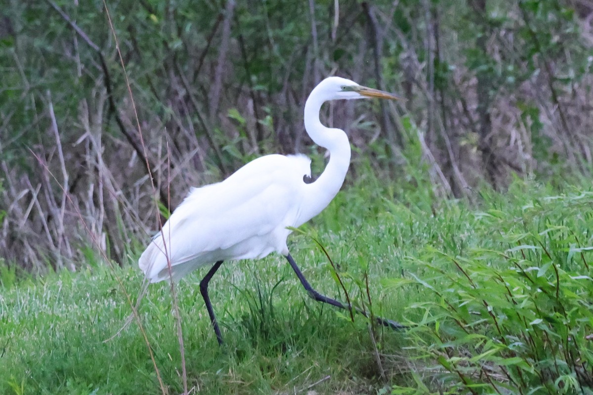 Great Egret - David Wilson