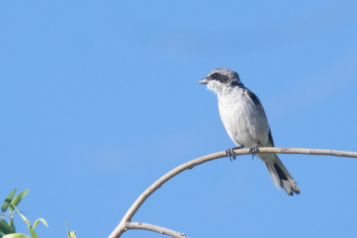 Loggerhead Shrike - ML618747355