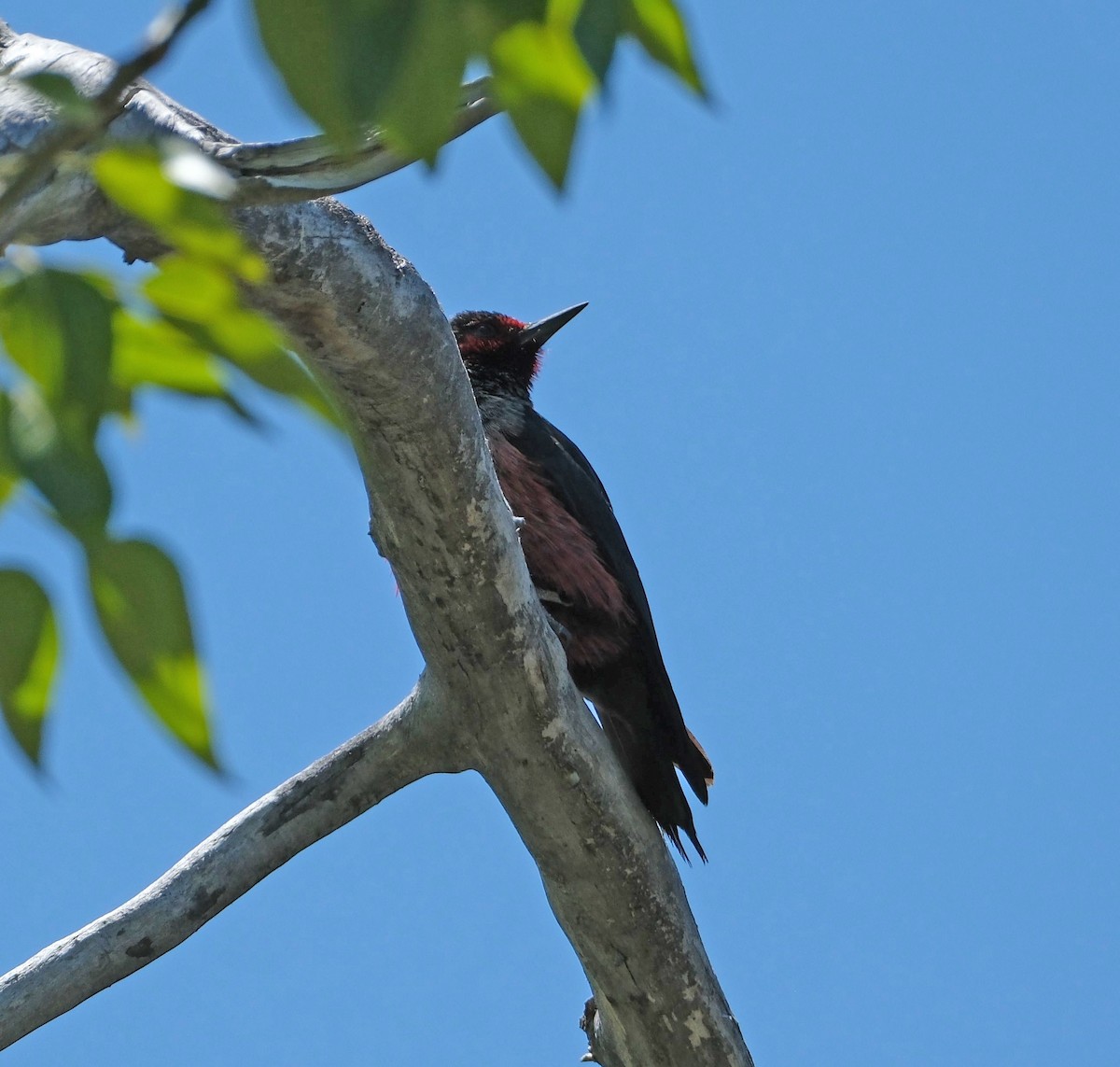 Lewis's Woodpecker - ML618747371