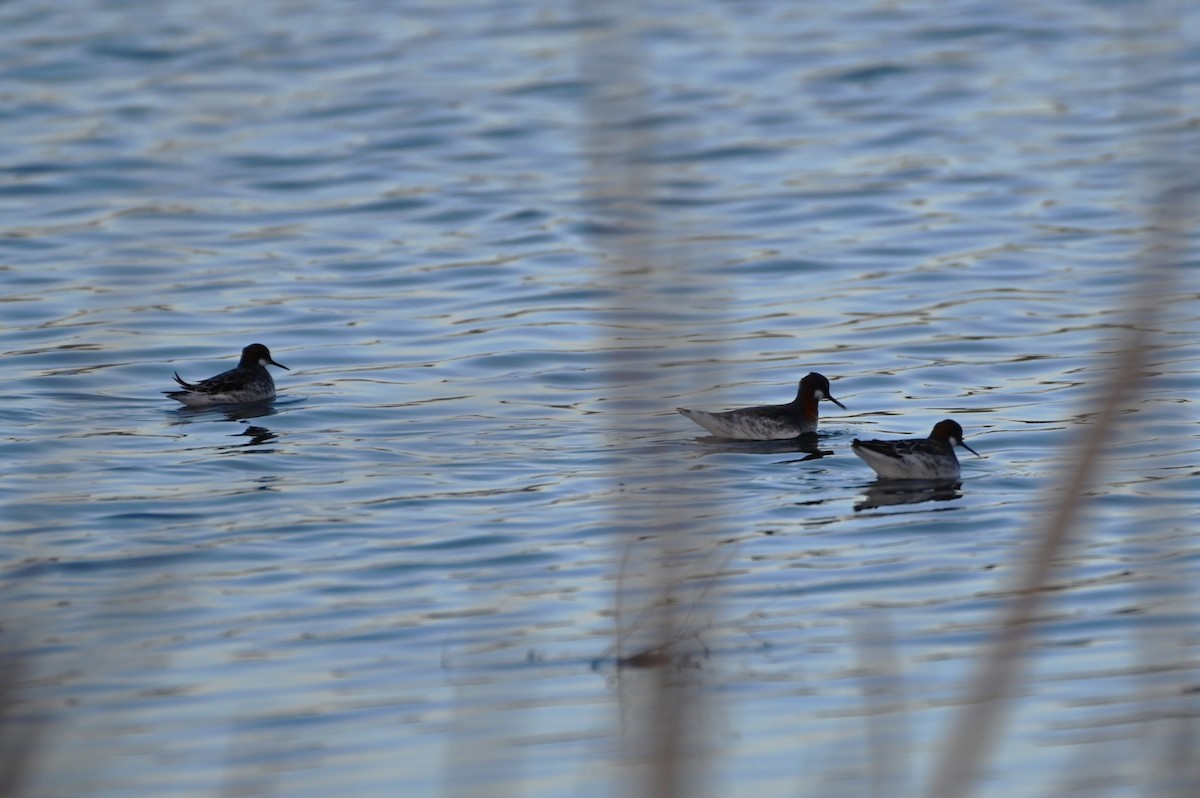 Phalarope à bec étroit - ML618747408