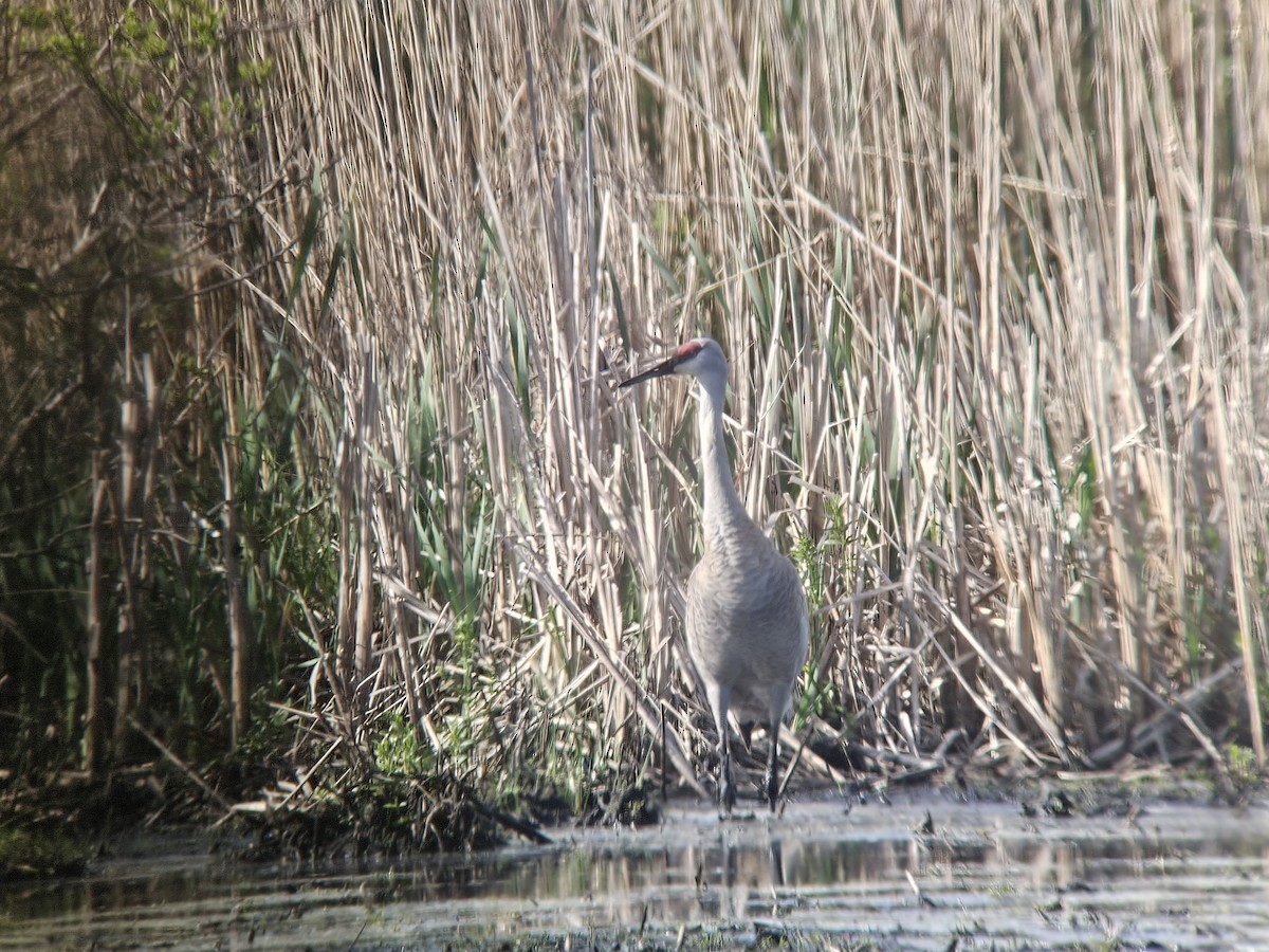 Sandhill Crane - ML618747414