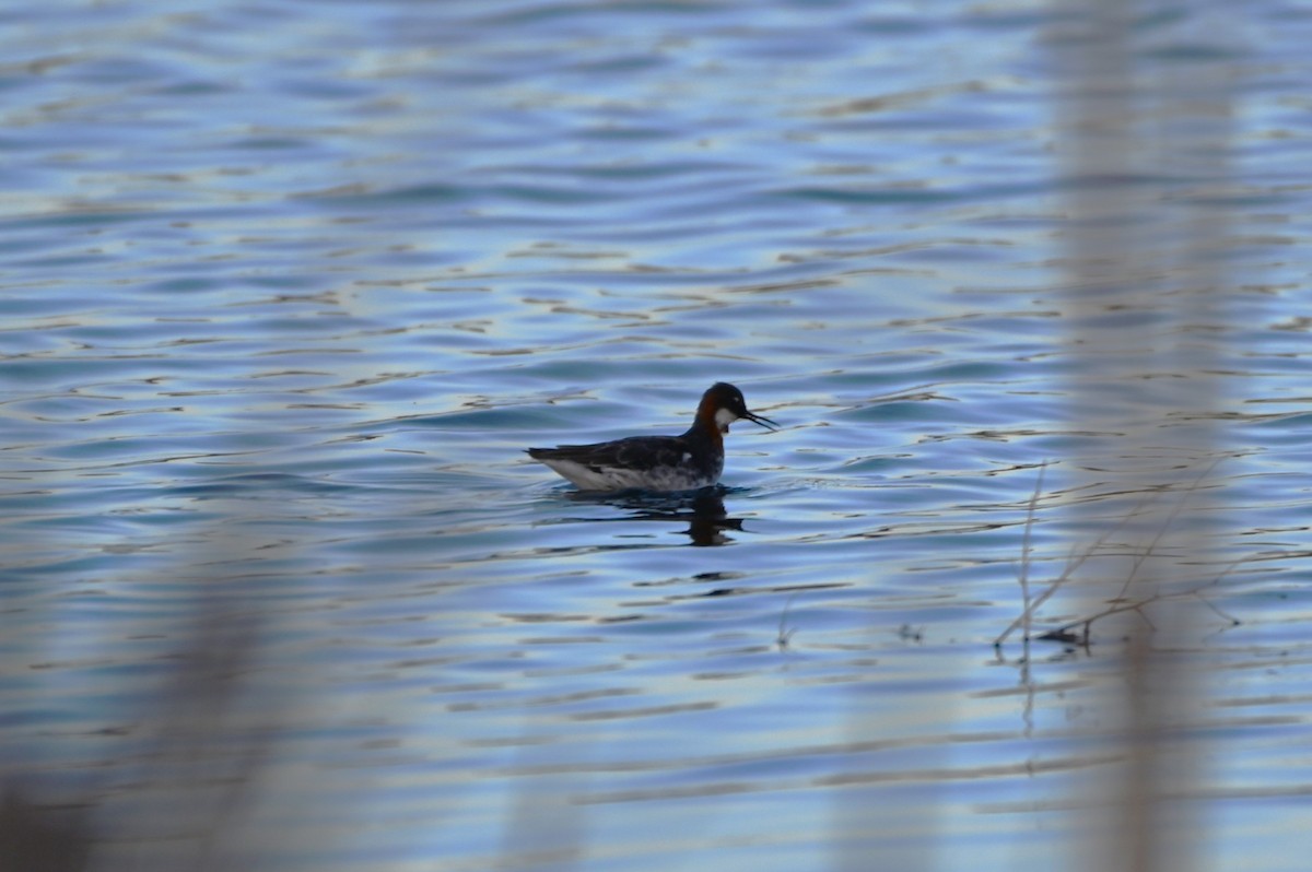 Phalarope à bec étroit - ML618747442