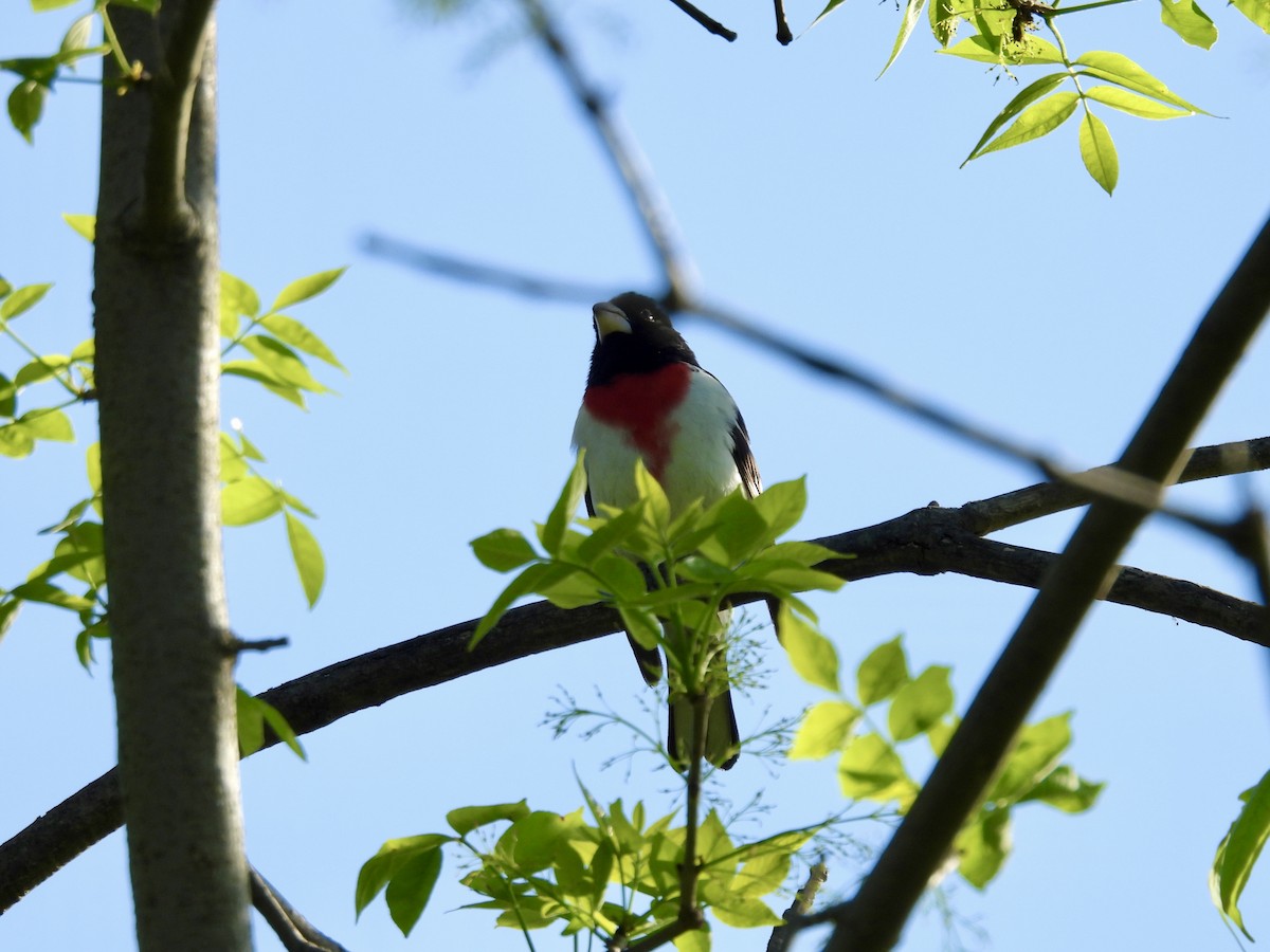 Rose-breasted Grosbeak - ML618747445