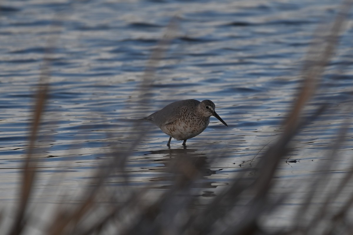 Willet - ML618747462