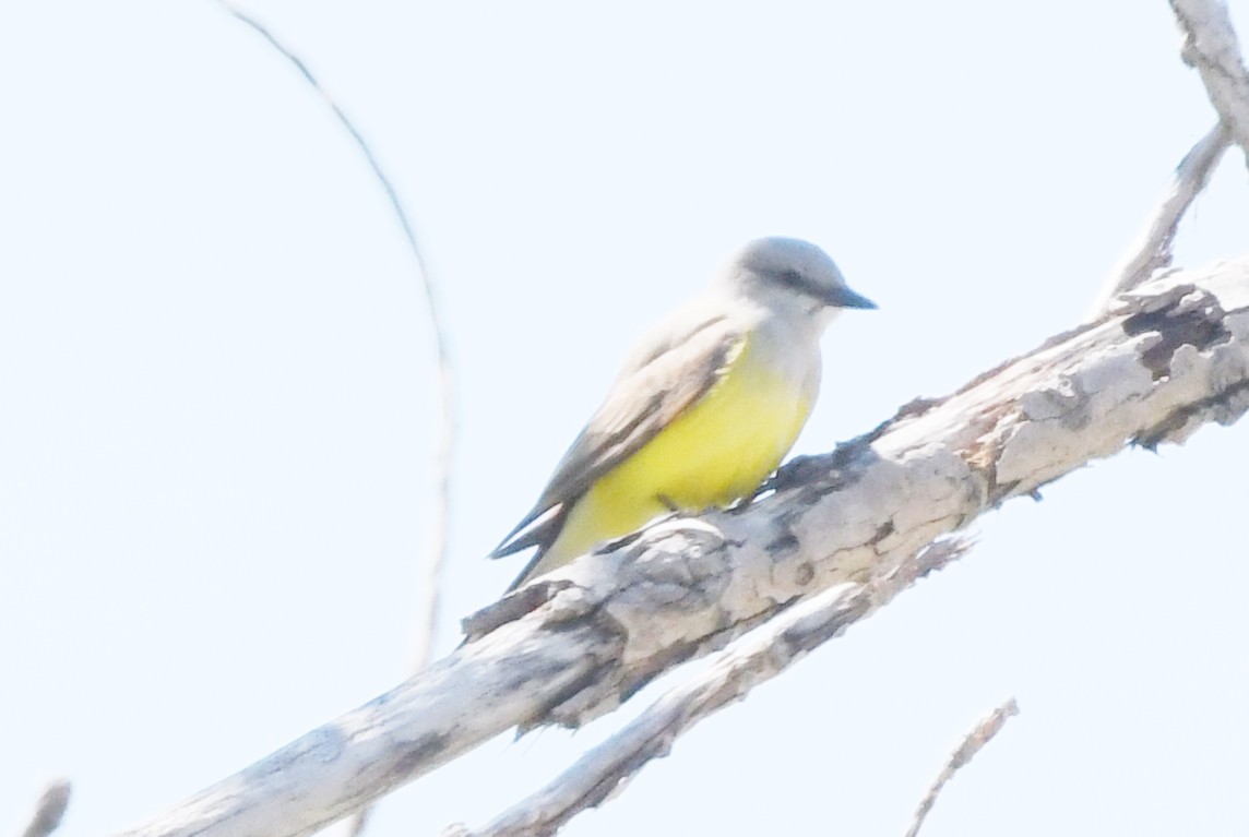 Western Kingbird - Cathryn Dippo